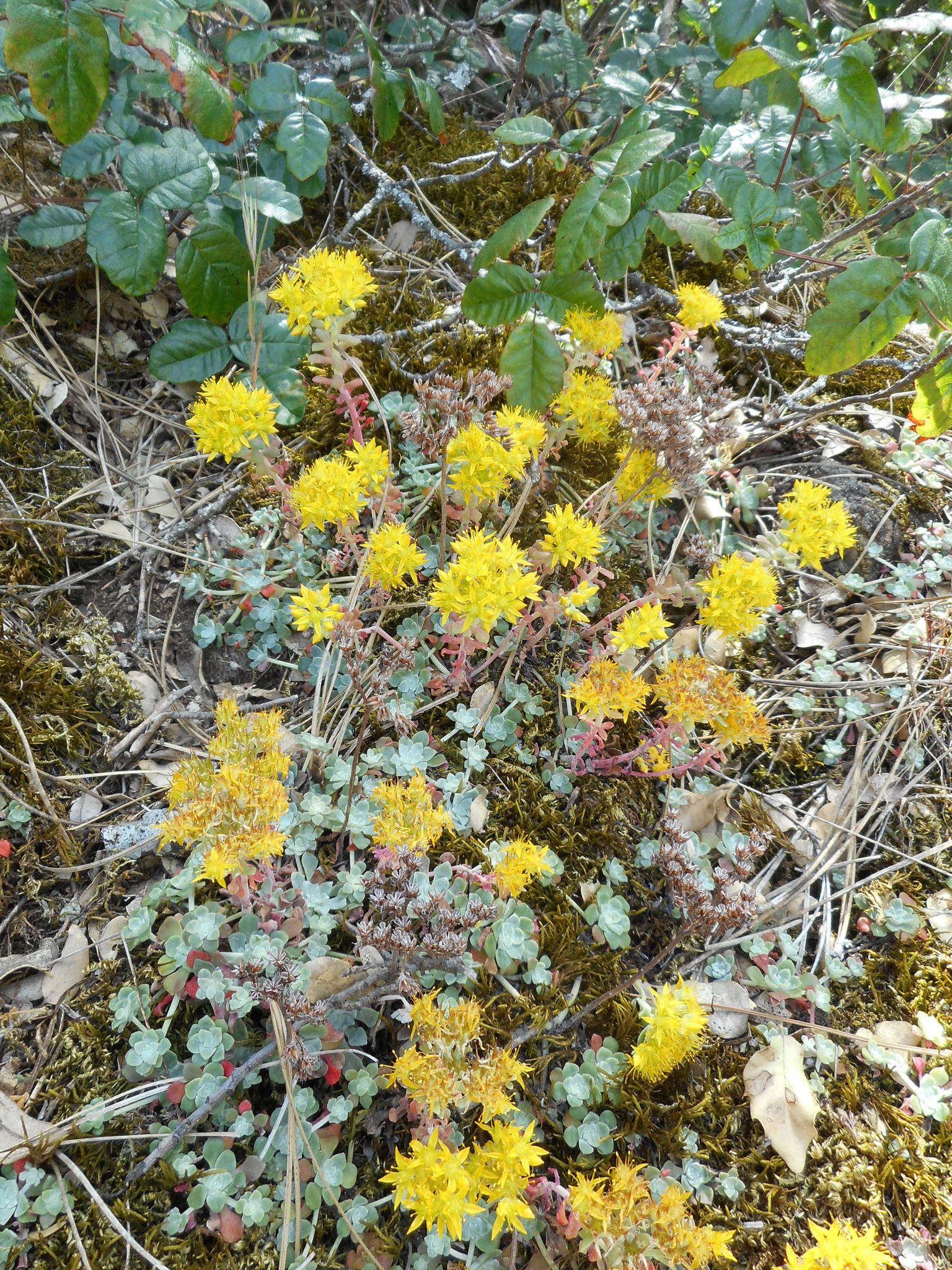 Imagem de Sedum spathulifolium Hook.