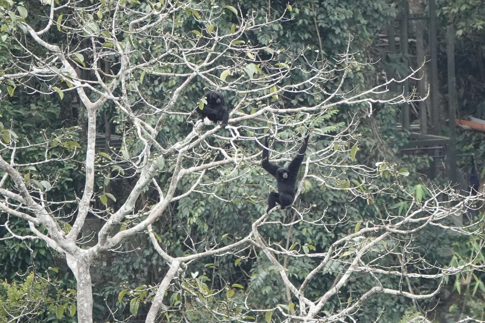 Image of siamang