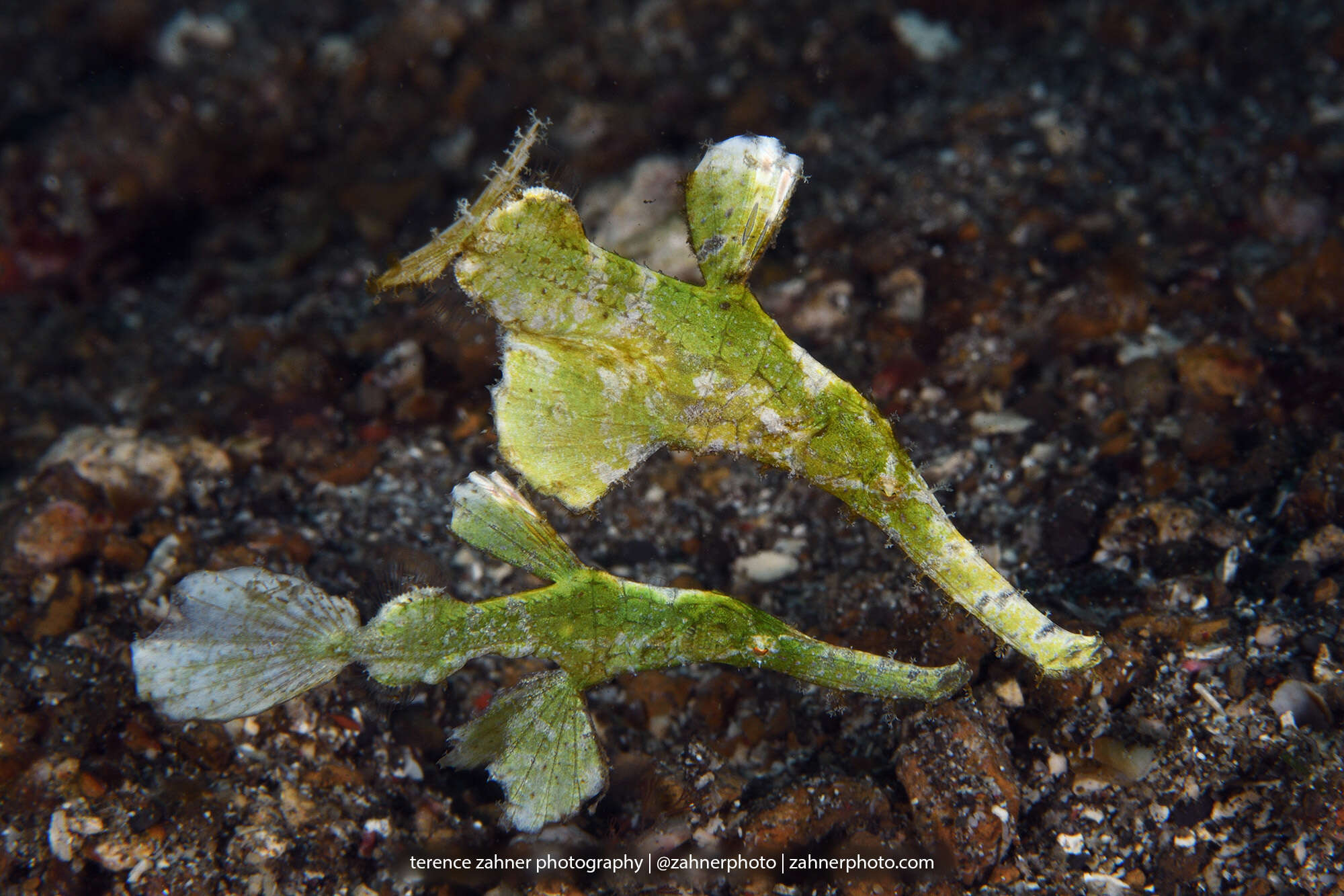 Image of Halimeda ghostpipefish