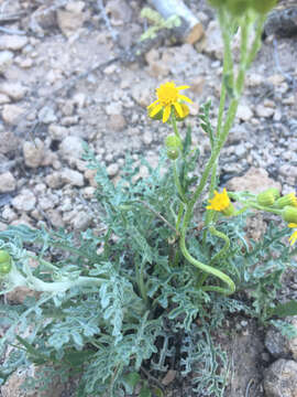 Image of Fendler's ragwort