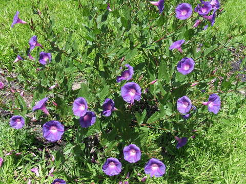 Ipomoea tacambarensis E. Carranza resmi