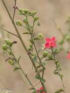 Image of Hibiscus aponeurus Sprague & Hutchinson