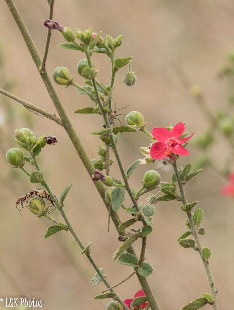 Imagem de Hibiscus aponeurus Sprague & Hutchinson