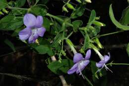 Imagem de Barleria obtusa Nees