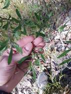 Image of Persoonia sericea A. Cunn. ex R. Br.