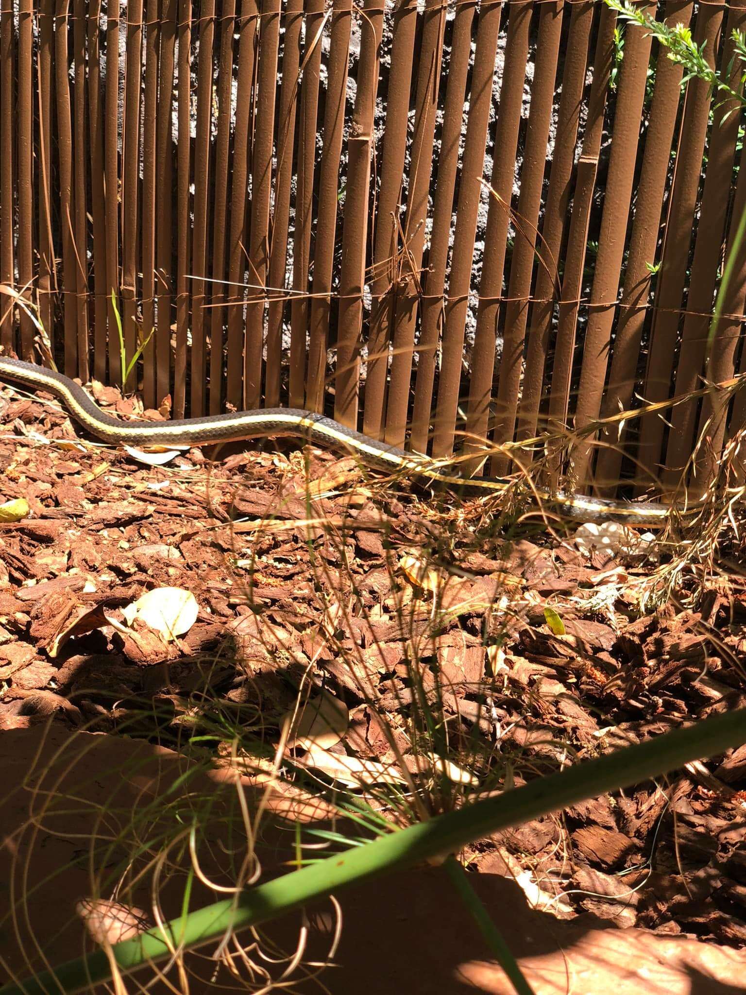 Image of Alameda Striped Racer