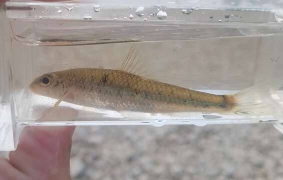 Image of Gravel chub