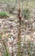 Image of Lepidosperma semiteres Boeckeler