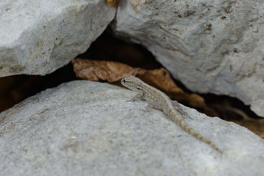 Image of Ambilobe Dwarf  Gecko