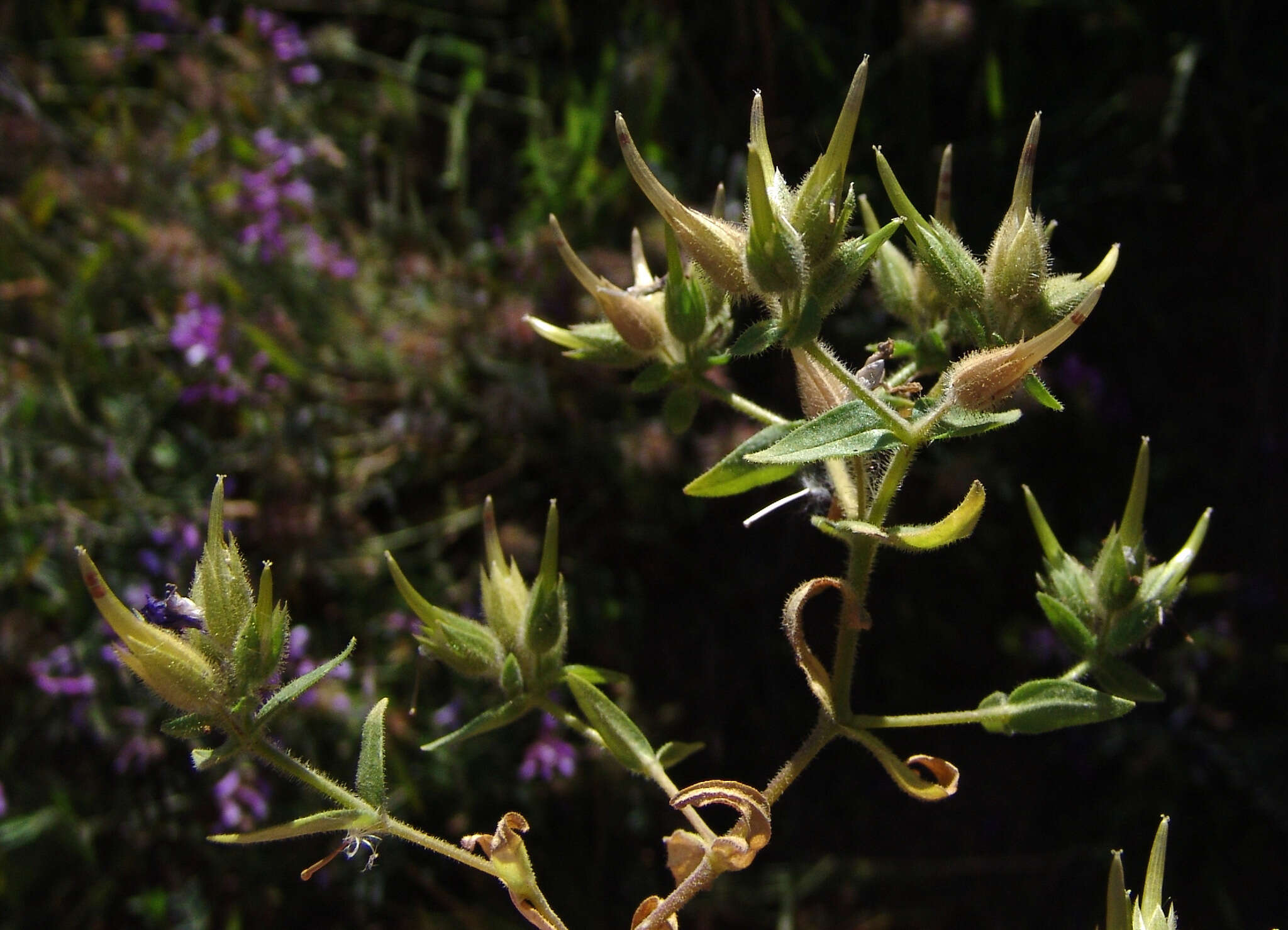 Imagem de Cerastium dichotomum L.