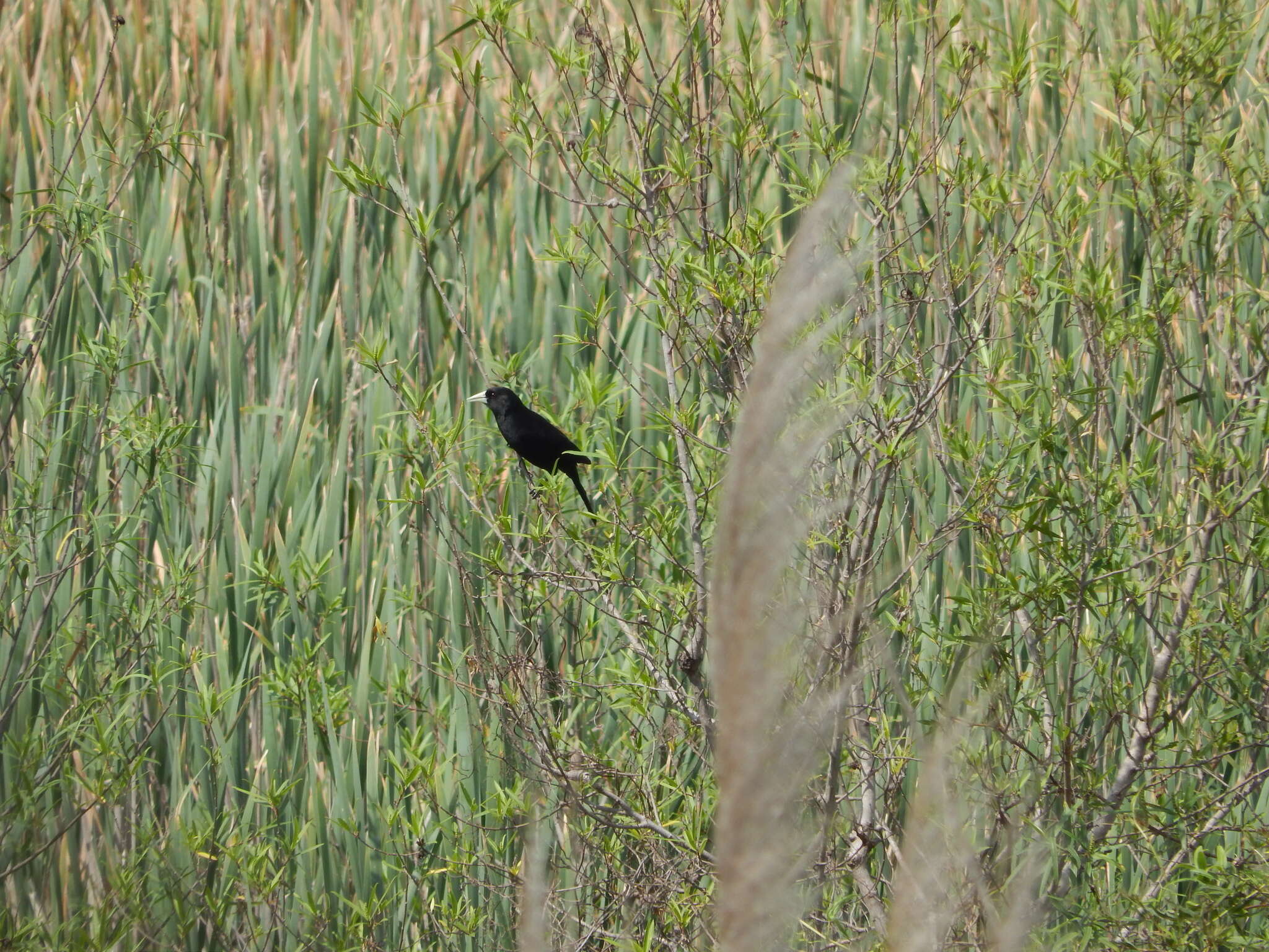 Image of Solitary Black Cacique