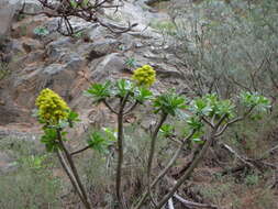 Image of tree aenium