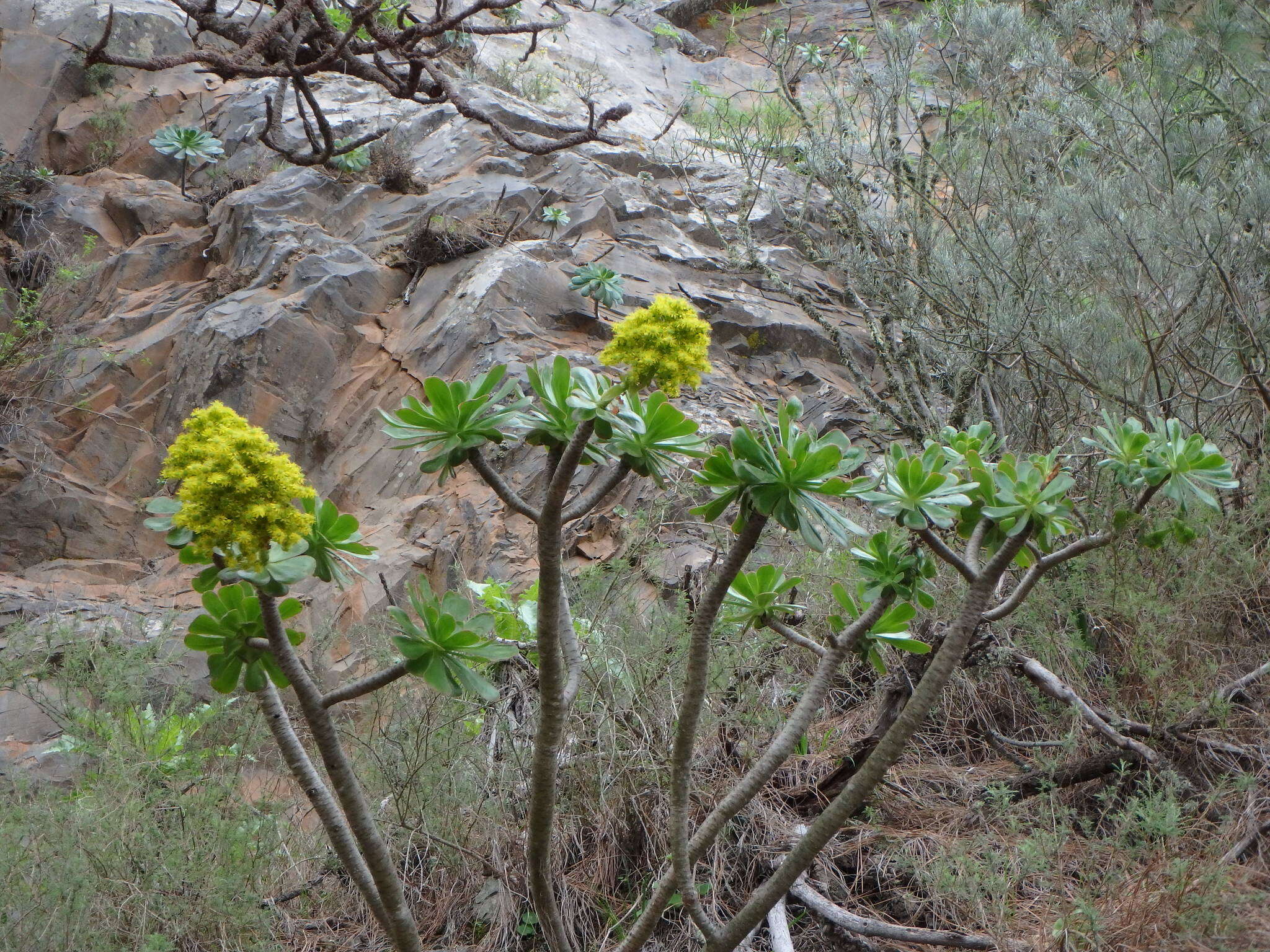 Image of tree aenium