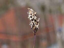 Imagem de Sesleria caerulea (L.) Ard.