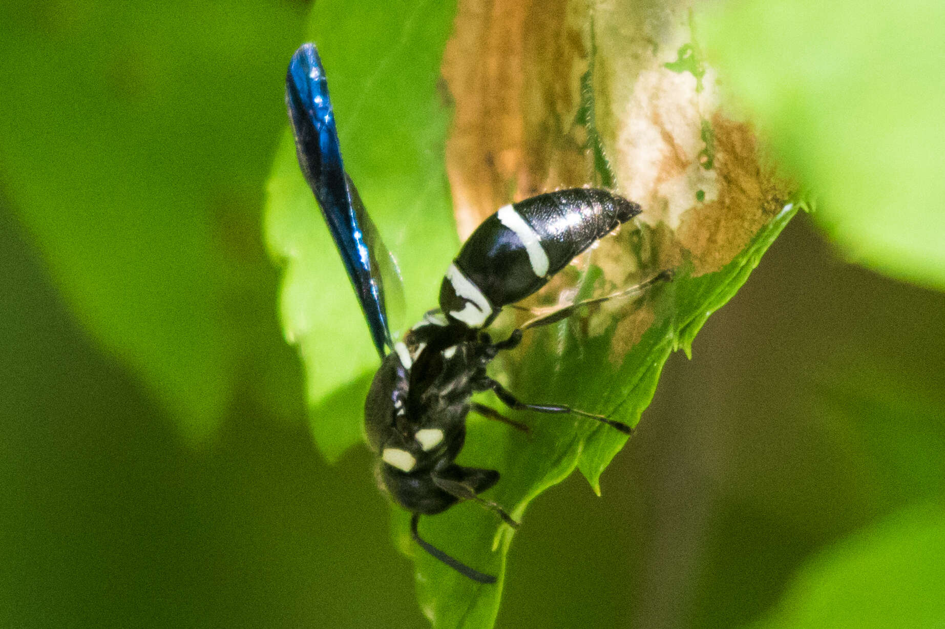 Image of Pseudodynerus