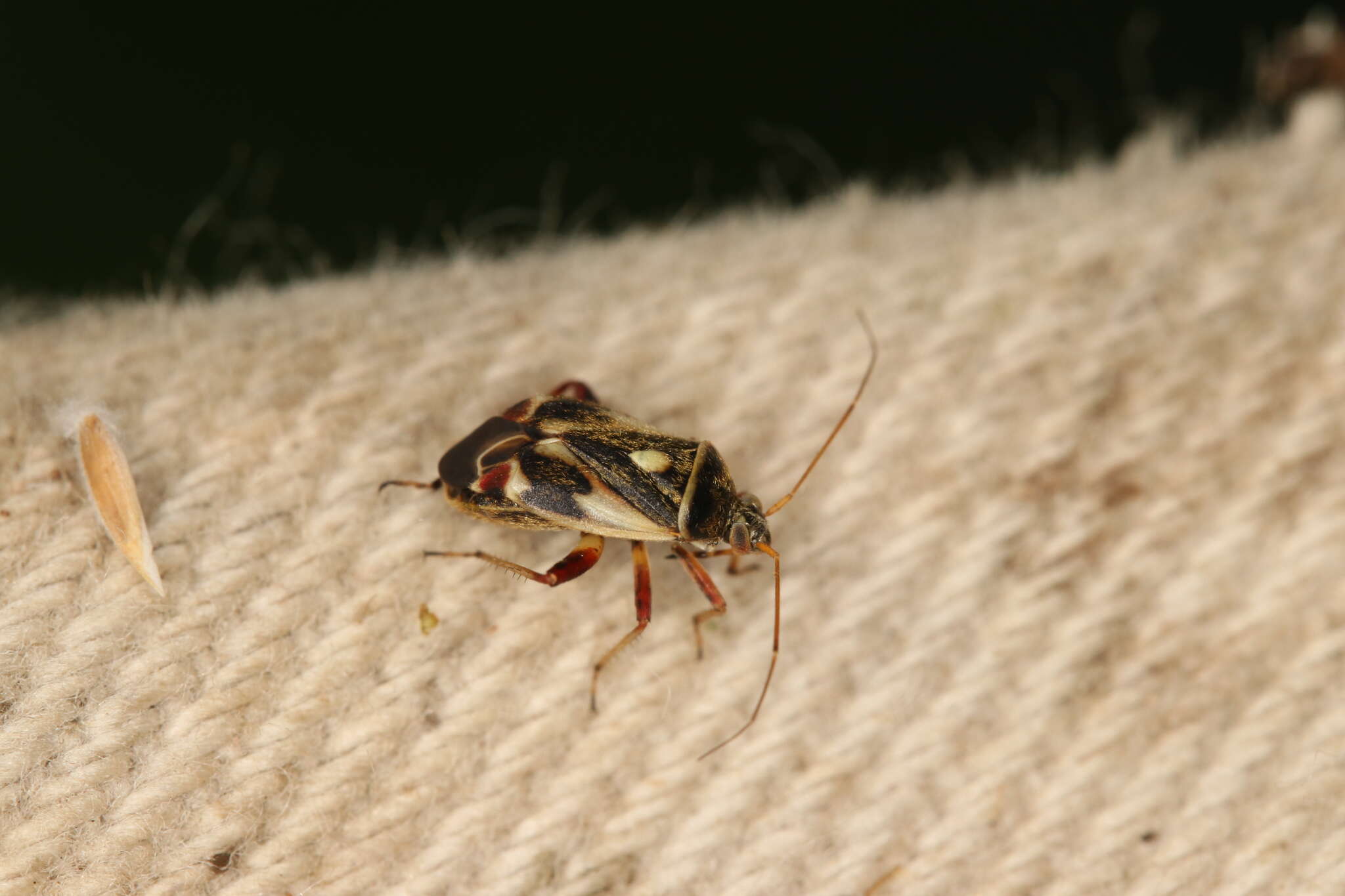 Image of Polymerus unifasciatus (Fabricius 1794)