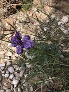 Image of Pope's phacelia