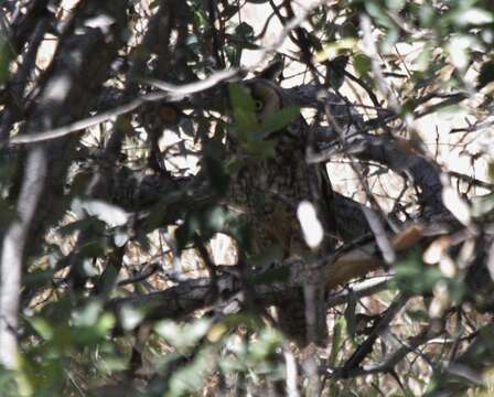 Image of Long-eared Owl