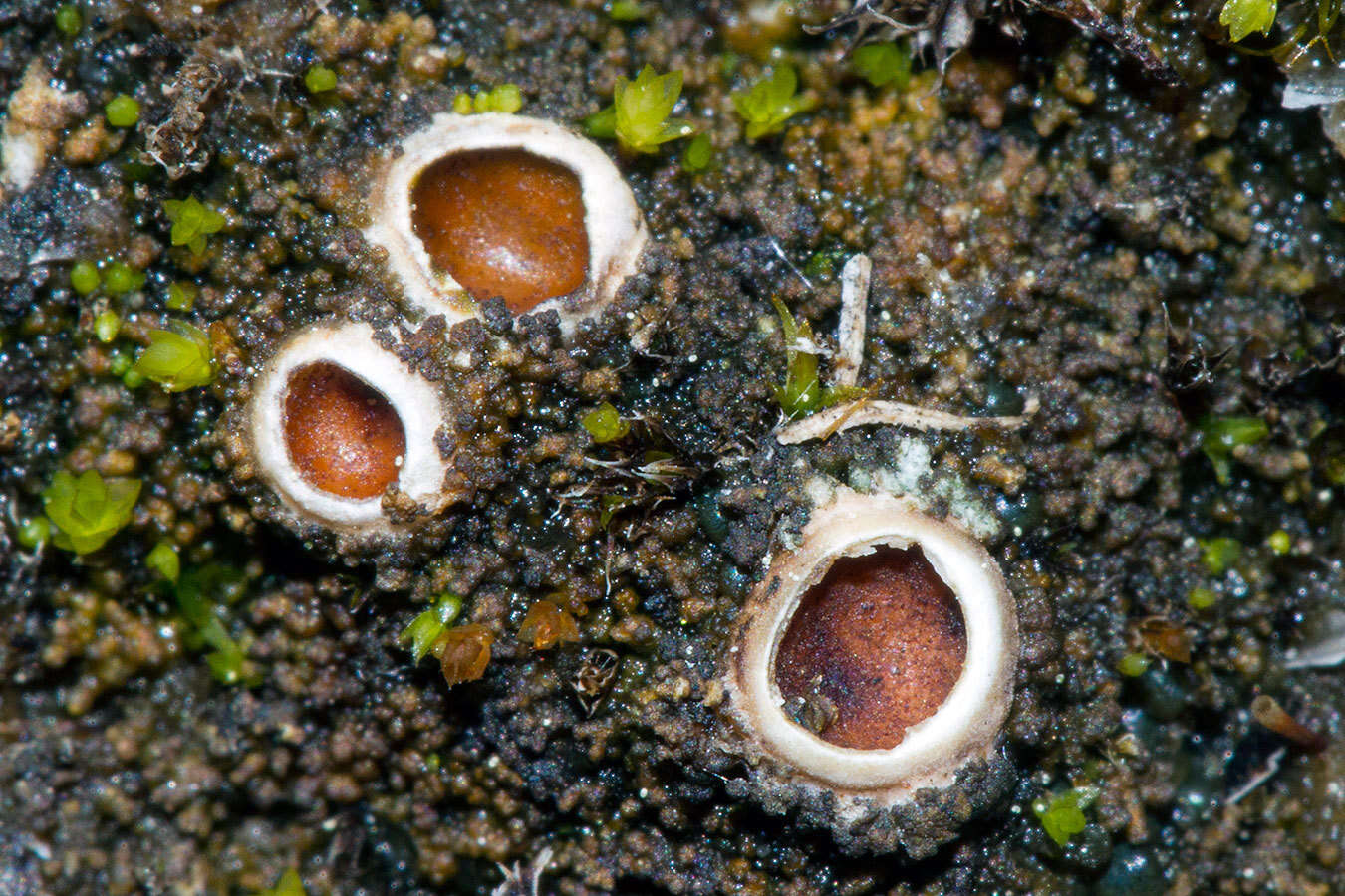 Image of chocolate chip lichen