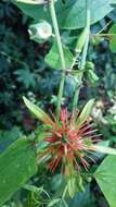 Passiflora jorullensis Kunth的圖片