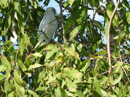 Image of Little Corella