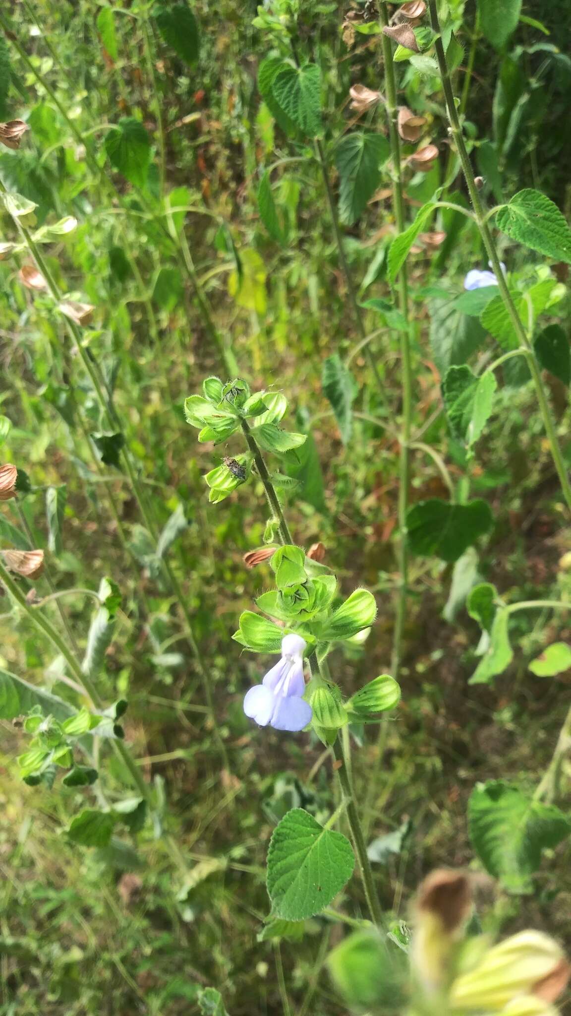 Image of Salvia herbacea Benth.