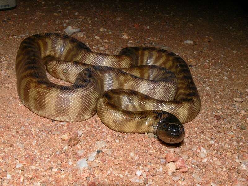 Image of Black-headed Python