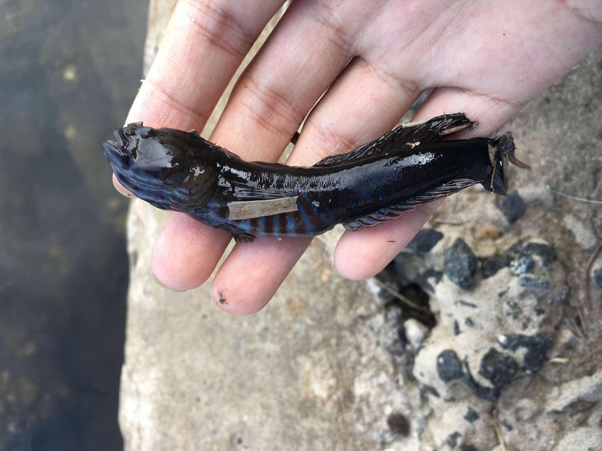 Image of Crested oystergoby