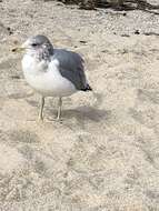 Larus californicus californicus Lawrence 1854 resmi