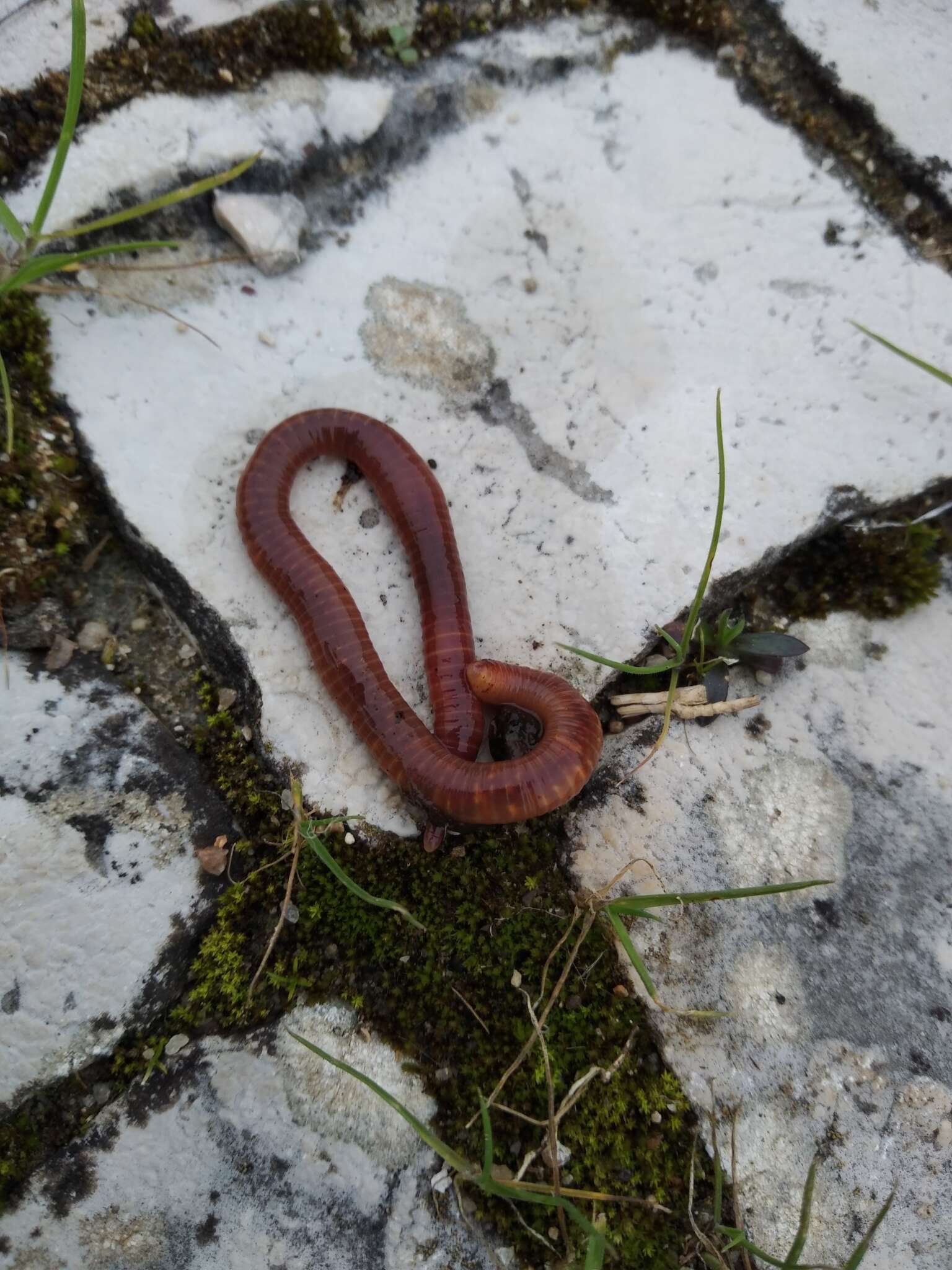 Image of Earthworm