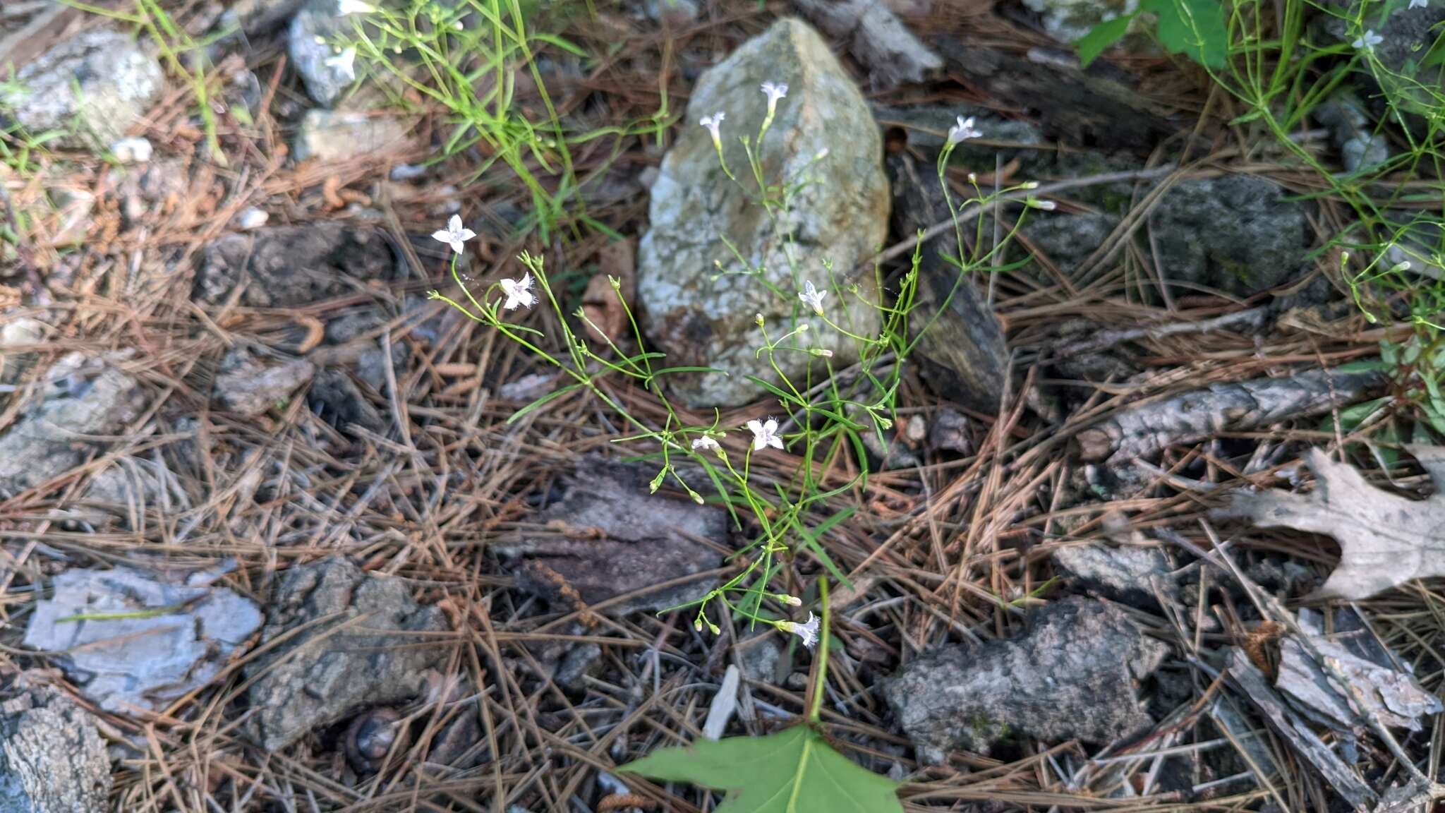 Слика од Houstonia ouachitana (E. B. Sm.) Terrell