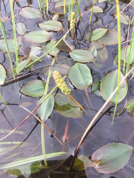 Image of Bog Pondweed