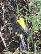 Image of Canada Warbler