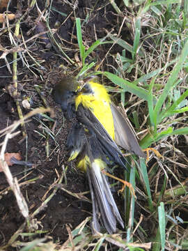 Cardellina canadensis (Linnaeus 1766) resmi