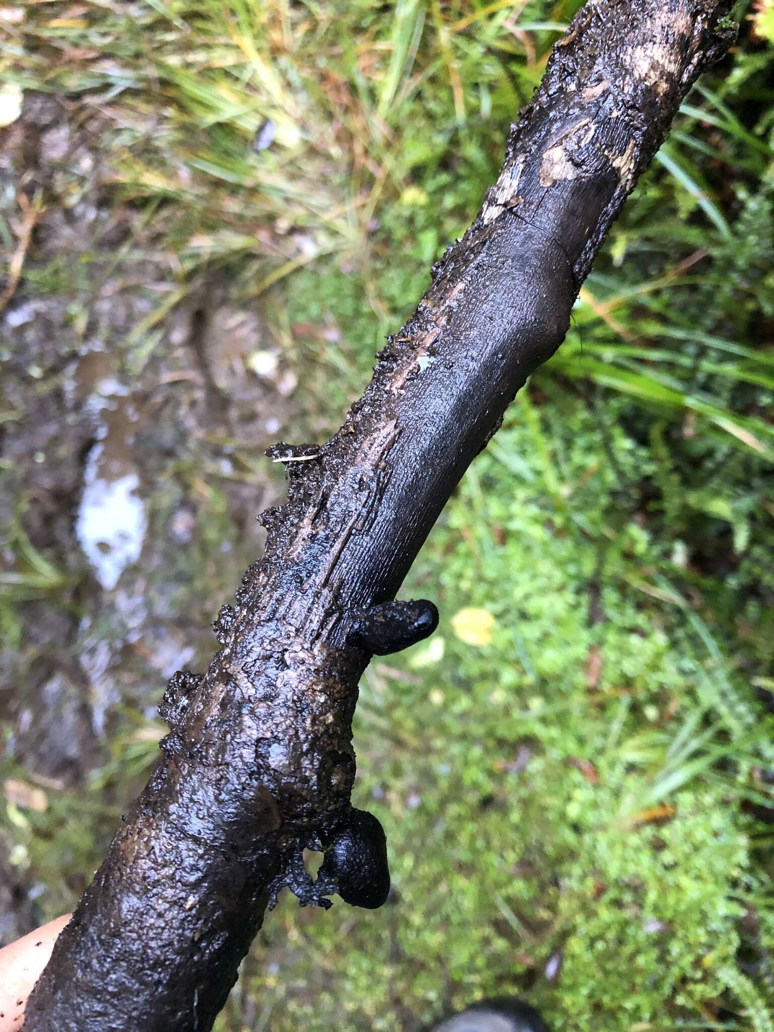 Imagem de Xylaria castorea Berk. 1855