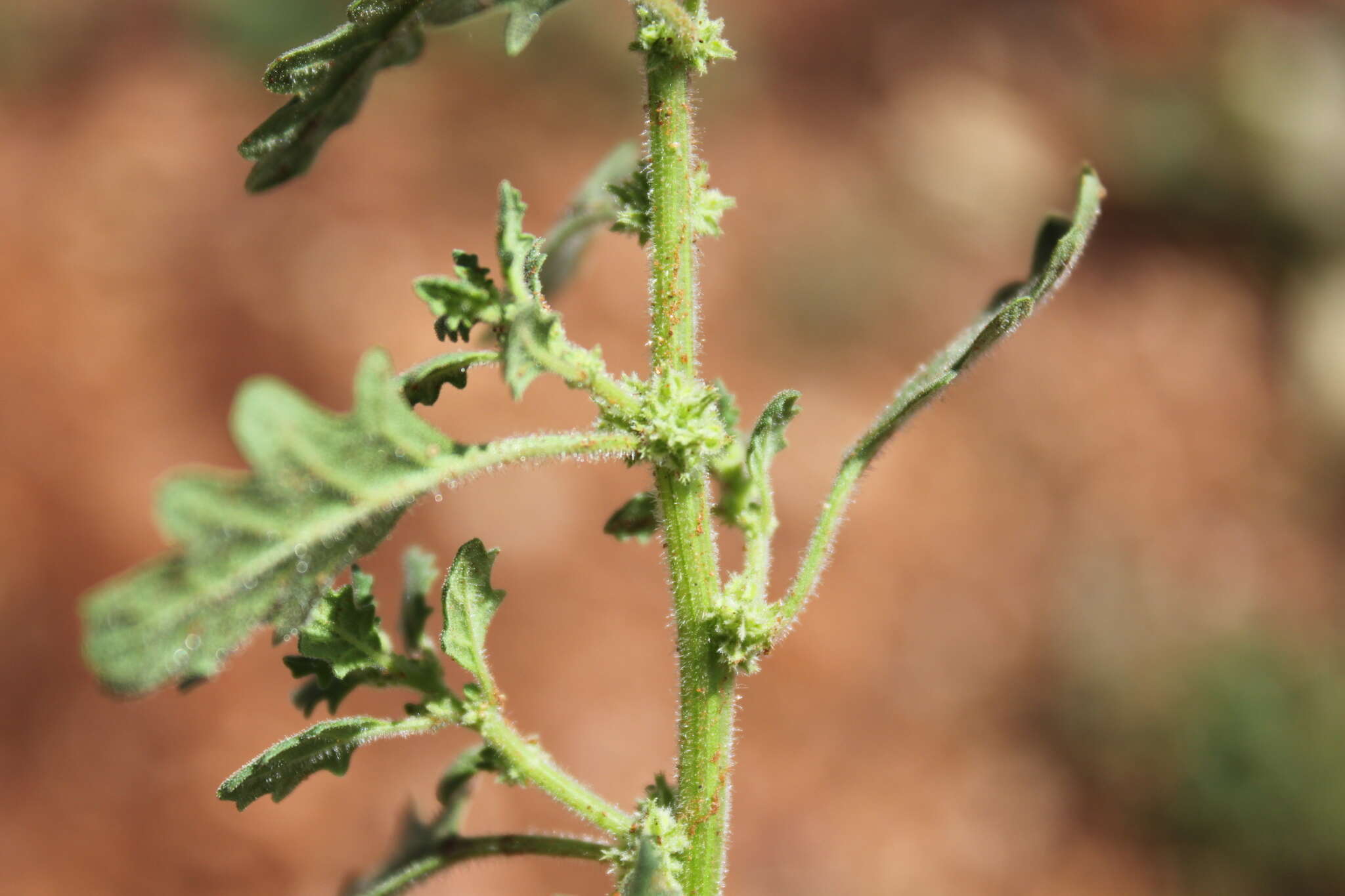 Sivun Dysphania cristata (F. Müll.) Mosyakin & Clemants kuva