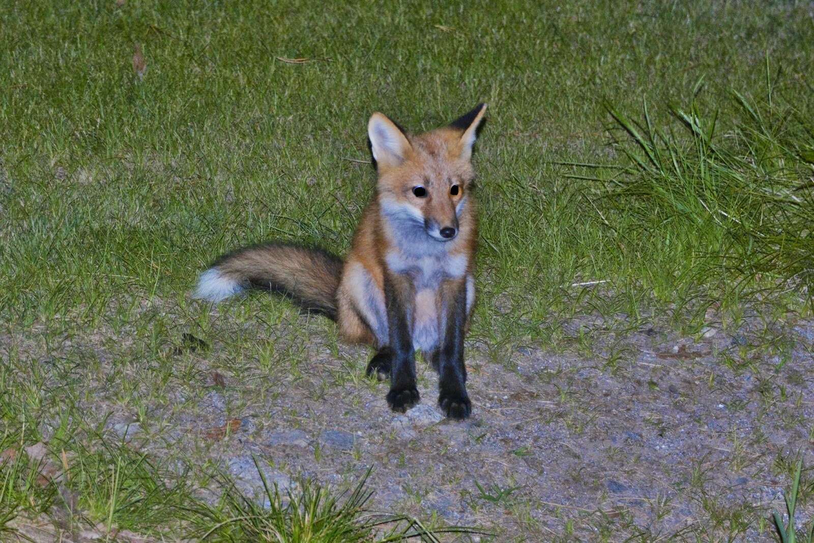 Image of American red fox