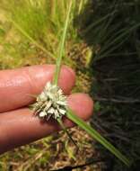 Imagem de Cyperus niveus var. leucocephalus (Kunth) Fosberg