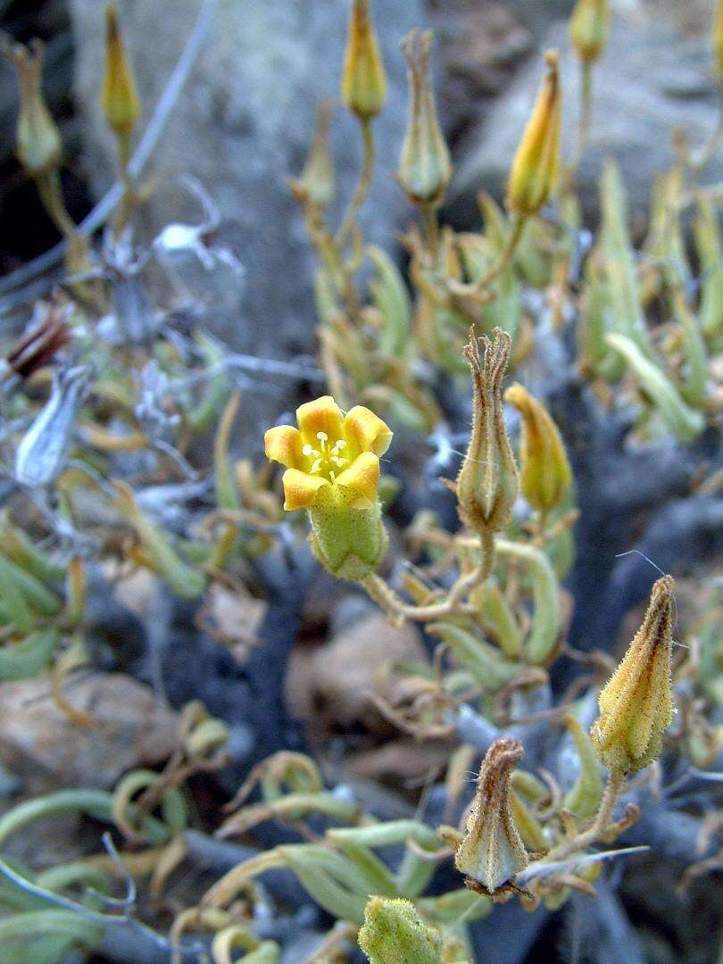 Tylecodon hallii (H. Tölken) H. Tölken resmi