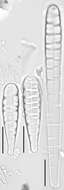 Meridion circulare (Greville) C. Agardh 1831 resmi