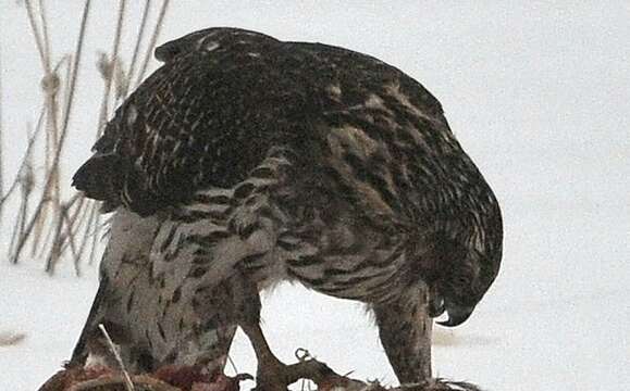 Image of Eurasian Goshawk