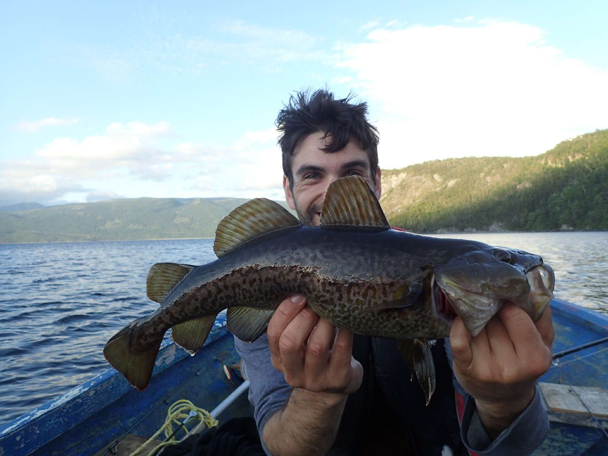 Image of Greenland Cod