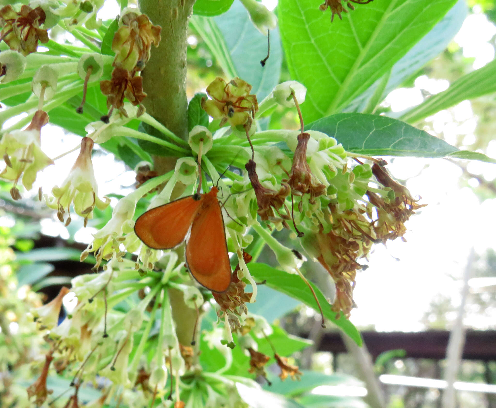 Plancia ëd Eudulophasia invaria Walker 1854