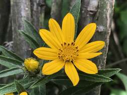 Image of Aldama buddlejiformis (DC.) E. E. Schill. & Panero