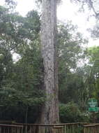 Image of Sickle-leaved Yellowwood