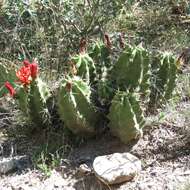 Image of Echinocereus coccineus subsp. transpecosensis