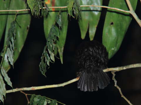 Sivun Myophonus borneensis Slater 1885 kuva