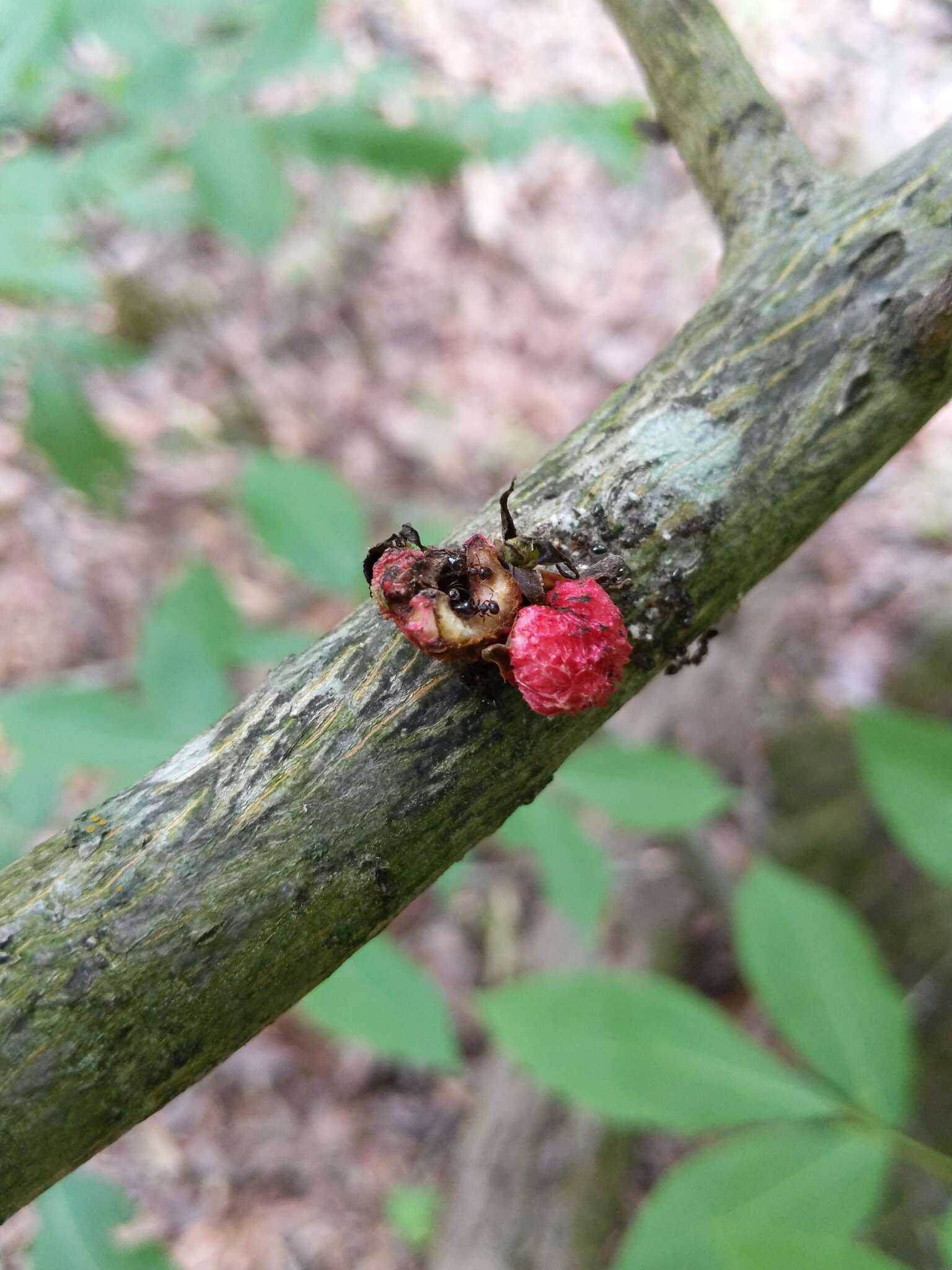 Phylloxera spinosa (Shimer 1869)的圖片