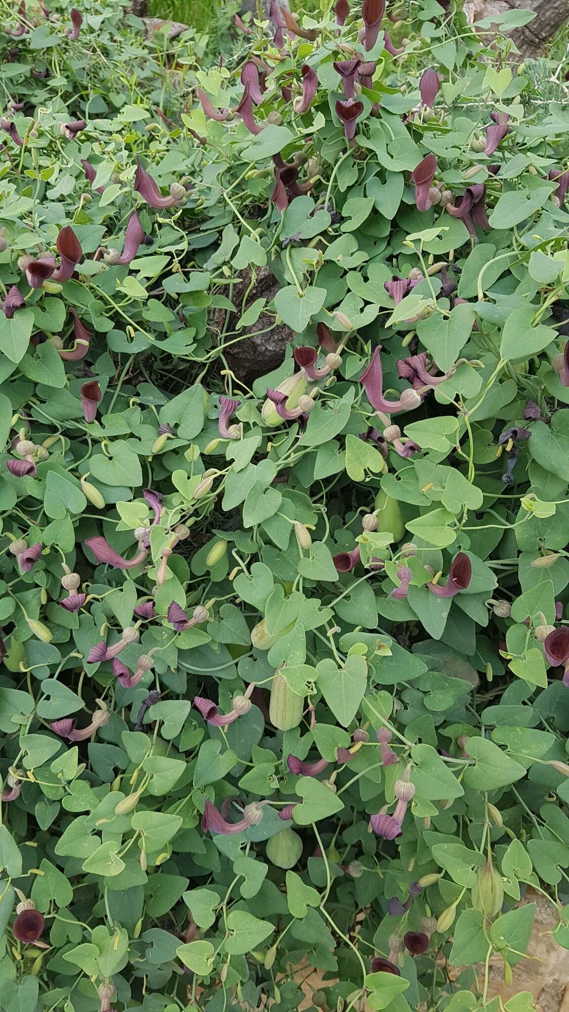 Image de Aristolochia baetica L.