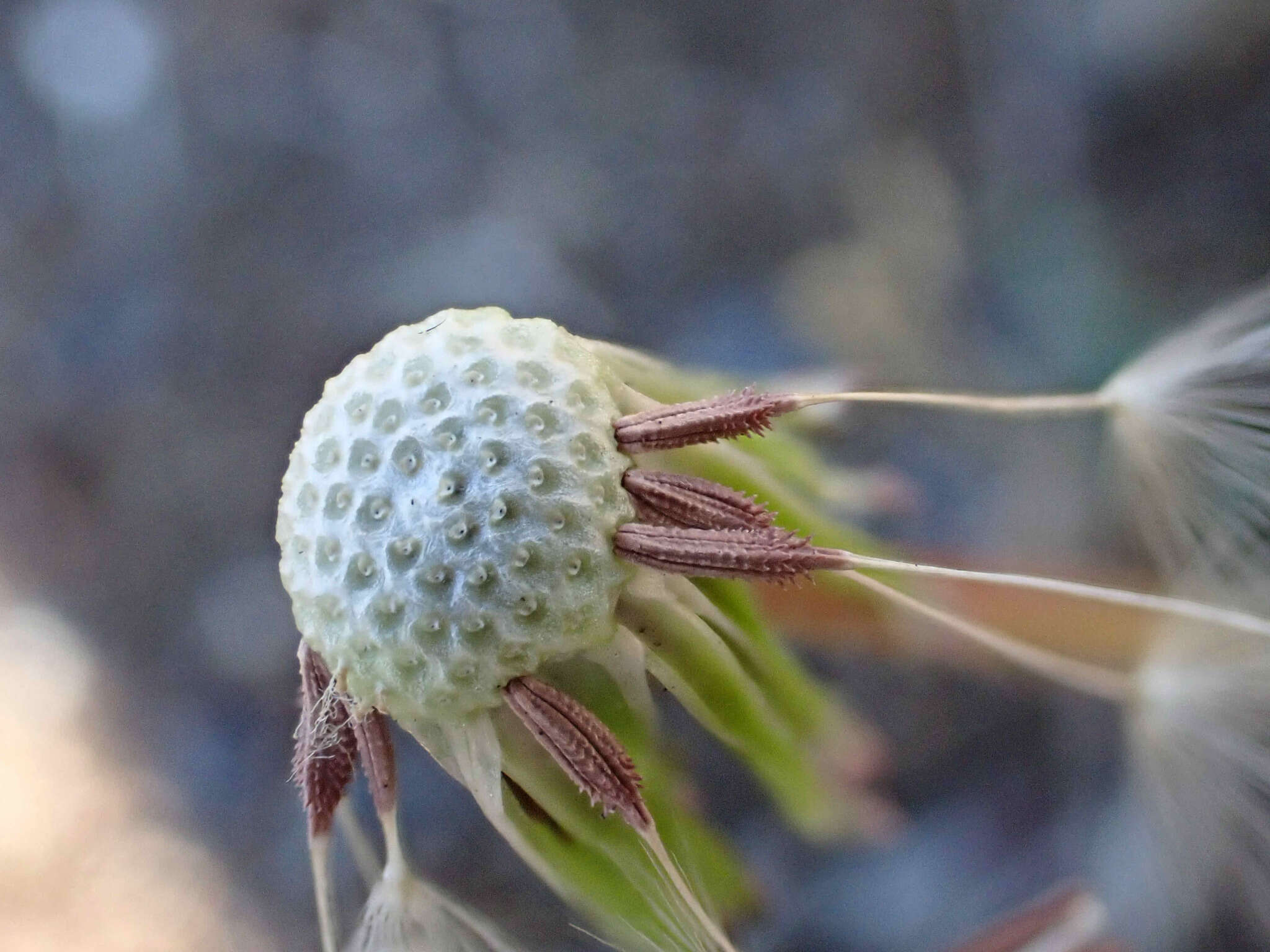 Image of Taraxacum lacistophyllum Dahlst.